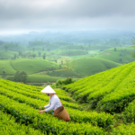 molly tea 茉莉奶白 menu