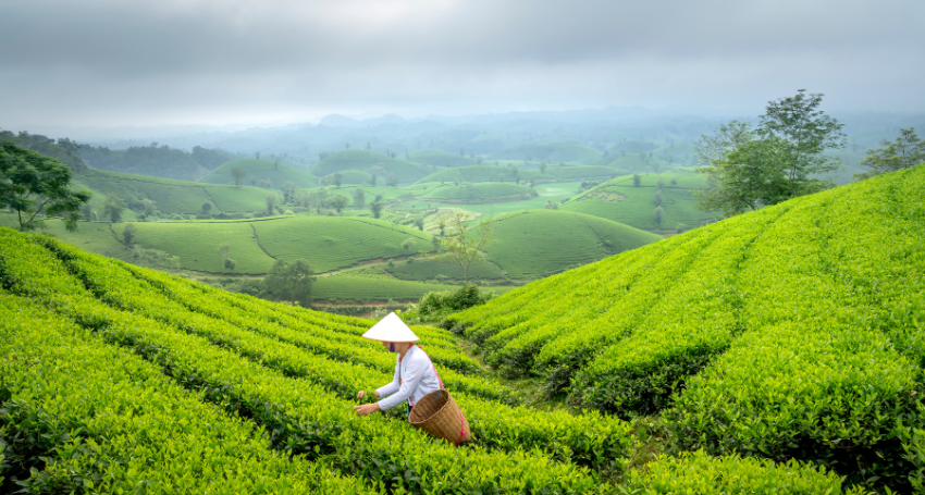 Why is molly tea 茉莉奶白 menu so popular?